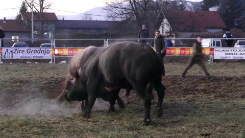 Zećo od Čaje vs Brizan od Šabanovića Vitez 2025