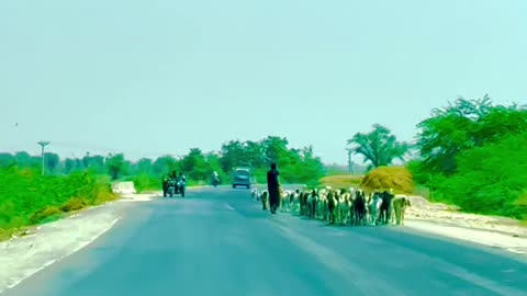 Travel Way to Alae Kaade Village life #maxrecords #larkana #sindh #pakistan