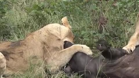Feasting lions show the savage beauty of nature
