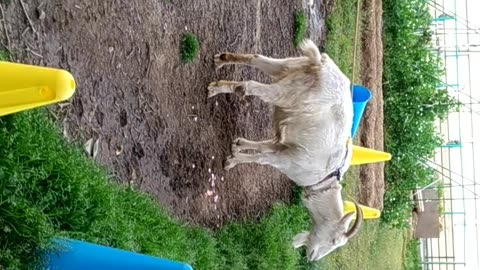 かわいい山羊さんの芽衣ちゃんの映像