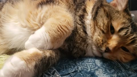 Irresistible Cat Brushing: Ultra-Relaxing, Ultra-Adorable