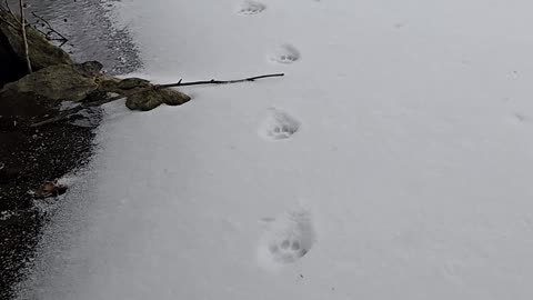 Following a Huge Bobcat