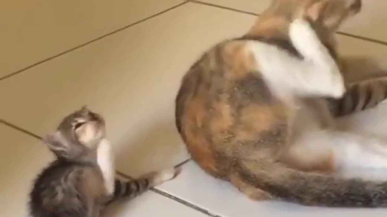 kitten imitates mom