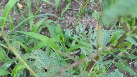 Trying to feed chickens Japanese beetles