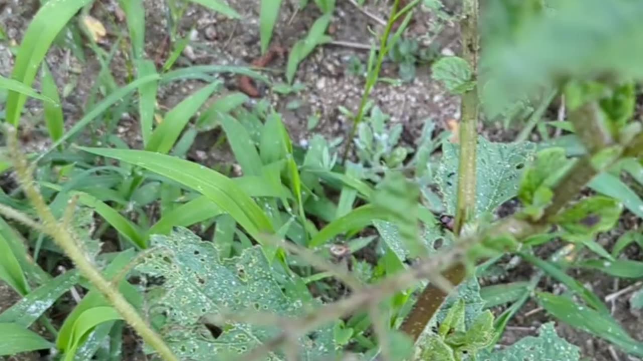 Trying to feed chickens Japanese beetles