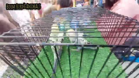 Birds market karachi 12/10/2025