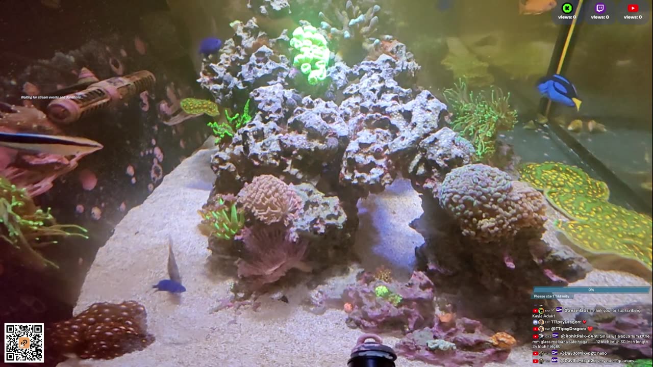 24/7 Real Live Reef Stream