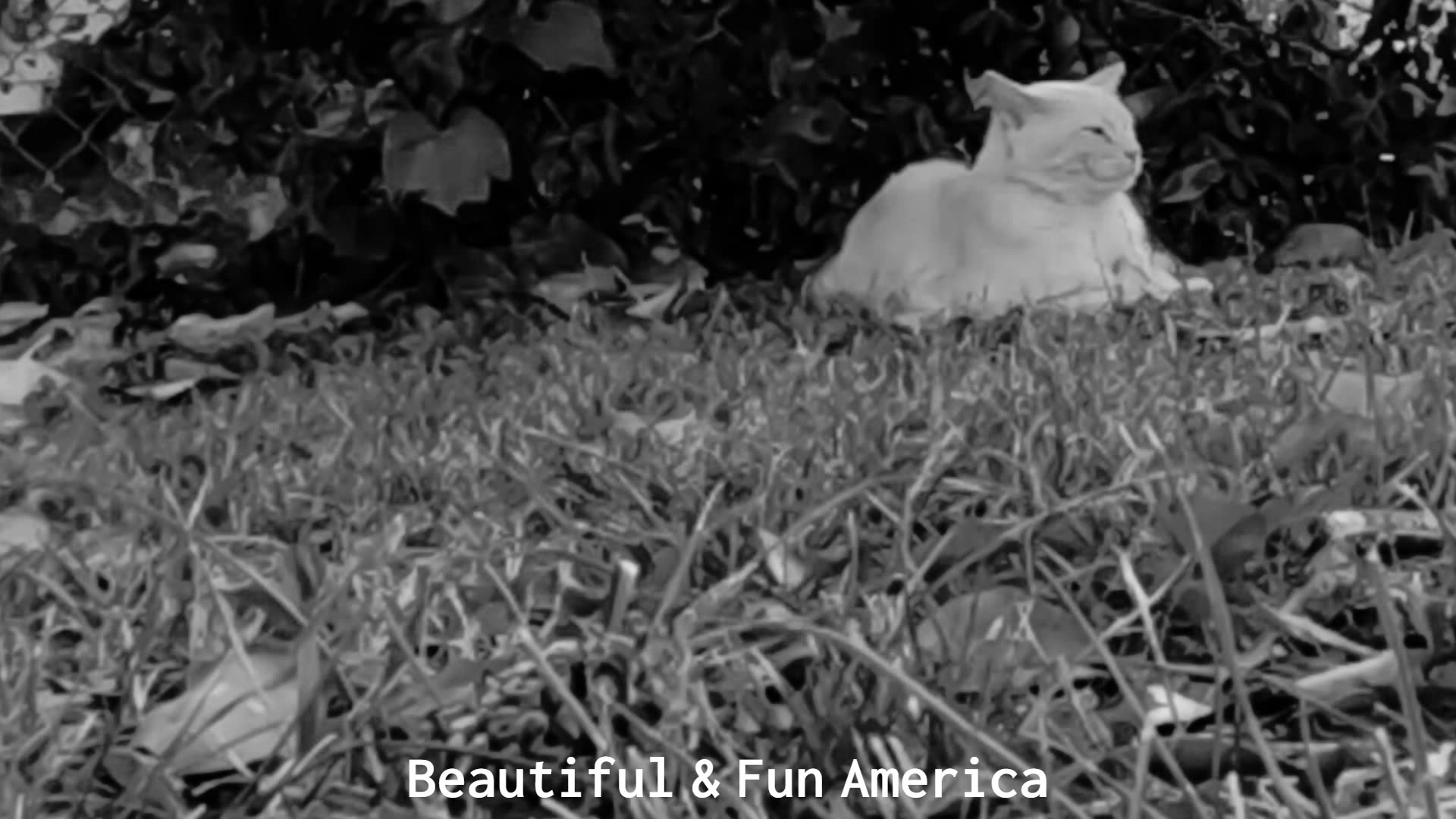 The Tokens THE LION SLEEPS TONIGHT