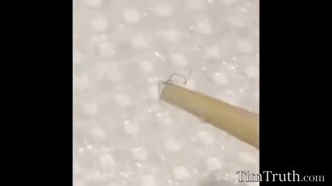 ⚠️ Moving Black Strings Found on Masks & Swabs – What Are They?