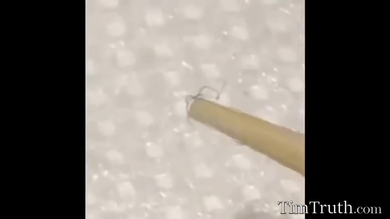 ⚠️ Moving Black Strings Found on Masks & Swabs – What Are They?
