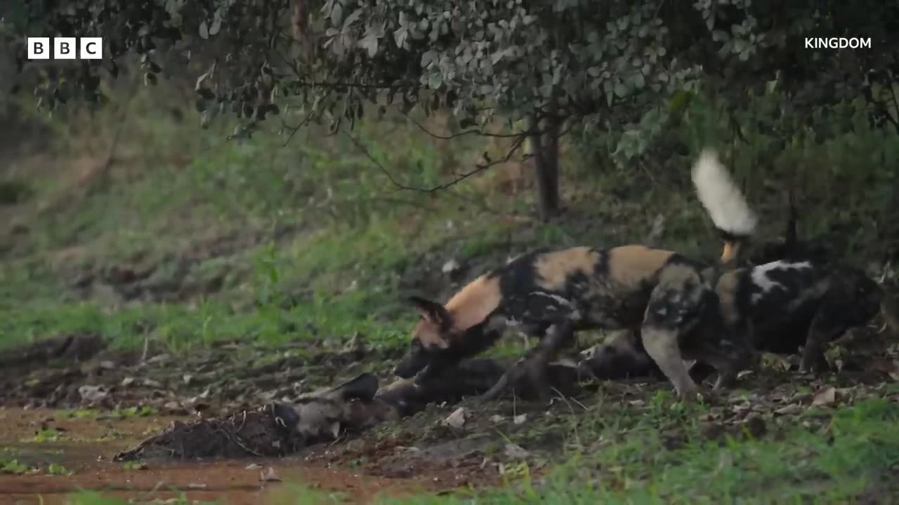 Wild dogs try to save pack member from croc