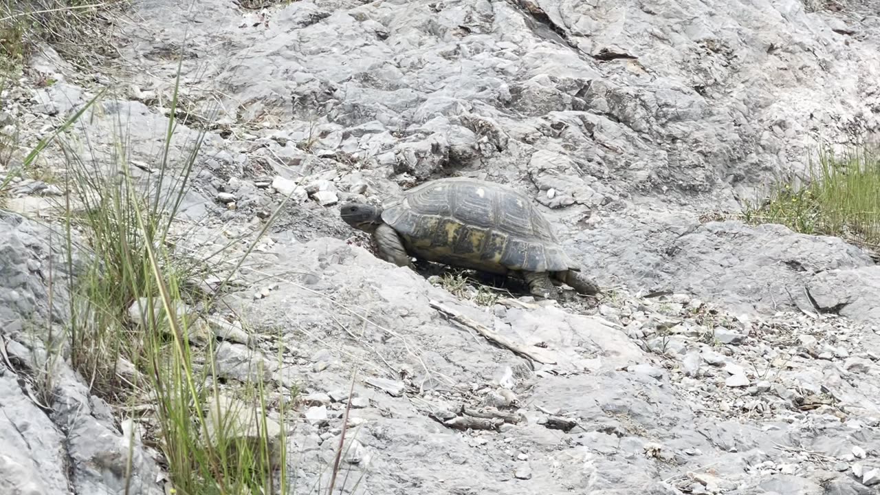 Tortoise in Philopappou