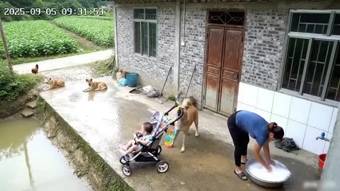 Dog saved baby