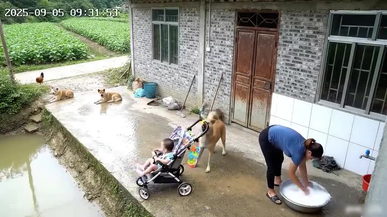 Dog saved baby