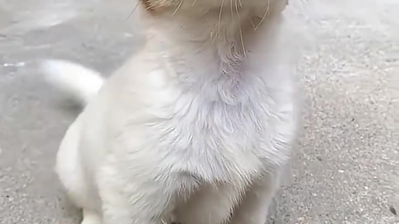 cuteee puppy barking