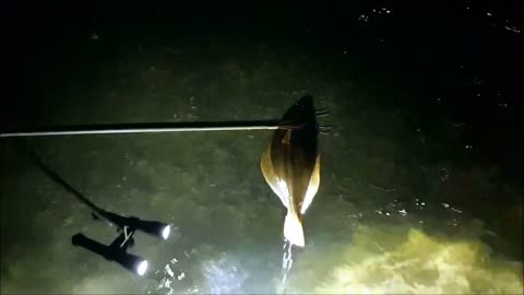 Spearing flounder in New Zealand