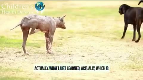 lAS VACUNAS TAMBIEN DAÑAN A NUESTROS ANIMALES