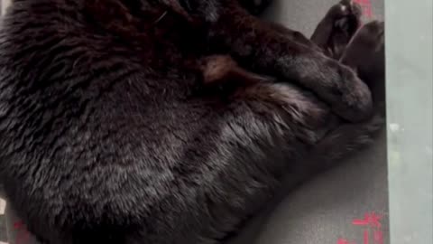 Cute Precious Piper Dreams of Diving - Adopting a Cat from a Shelter Vlog #shorts