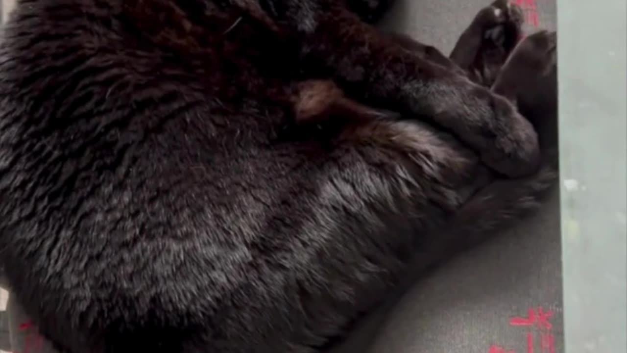 Cute Precious Piper Dreams of Diving - Adopting a Cat from a Shelter Vlog #shorts