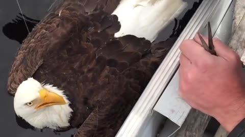😮🐦 A Bald Eagle Gets Snagged in a Fisherman's Line! | FeedMyCuriosity