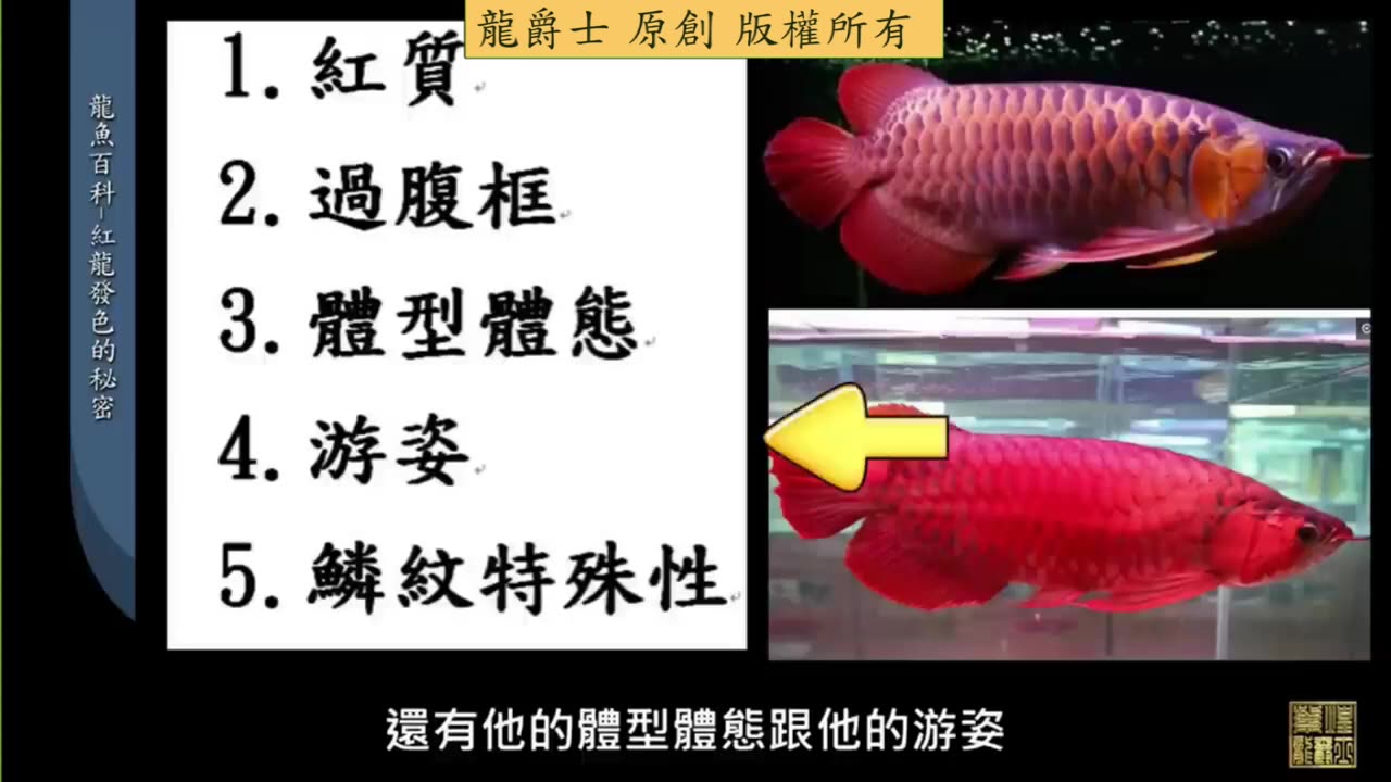 【龍爵士】龍魚百科 紅龍發色的秘密