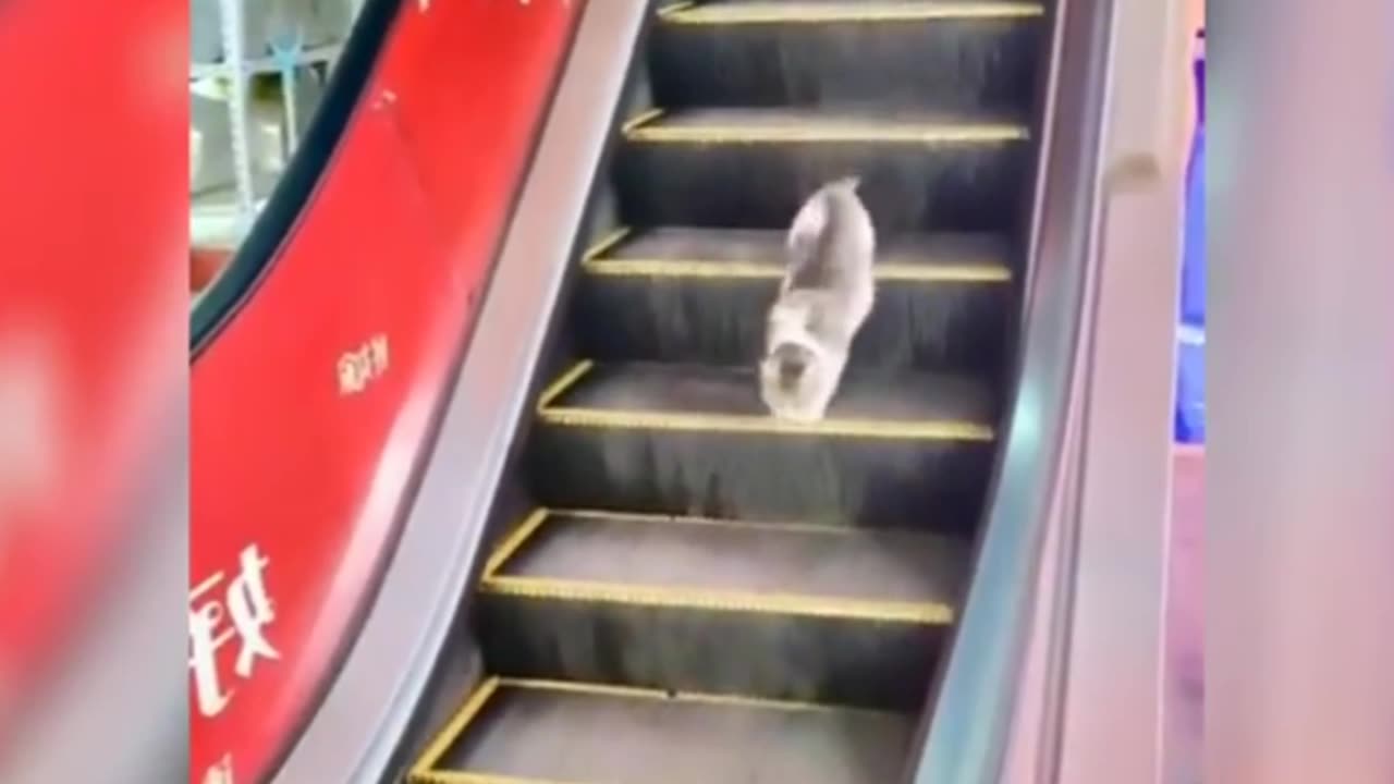 Cat in city mall & Dog VS Cat