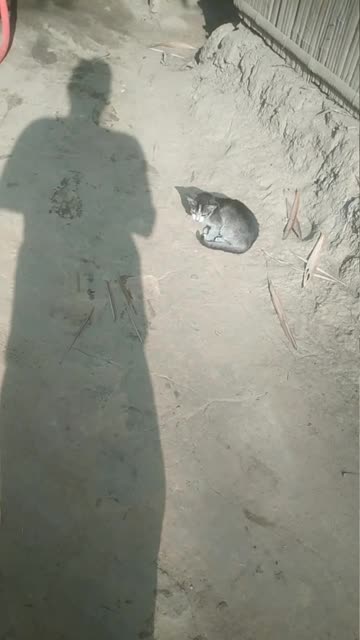 little cat is funny run