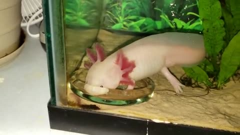 Yeah, axolotls aren't the brightest creatures LOL