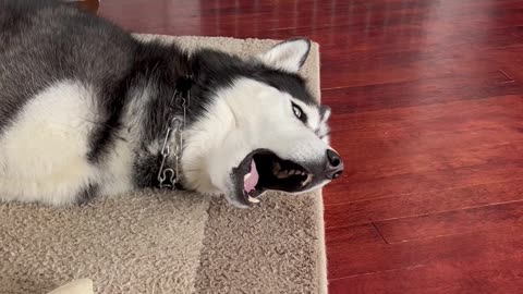 Bored Husky Has A Lot To Say