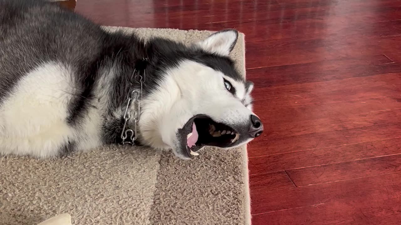 Bored Husky Has A Lot To Say