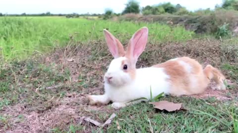 #Rabbit breeding #Pet rabbit care