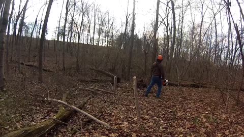 Timelapse of Initial Bush-Honeysuckle Treatment