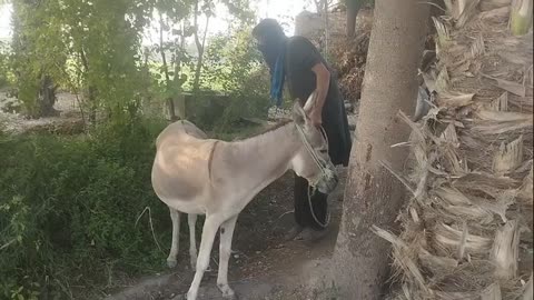 Amazing man with his donkey and boy