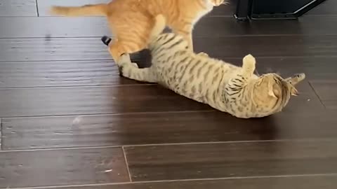 Funny Cat Pulls Off Sneak Attack!