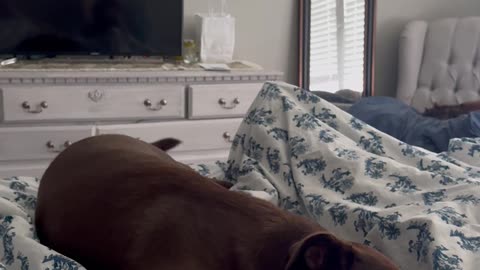 Chocolate Lab Has Happy Dreams