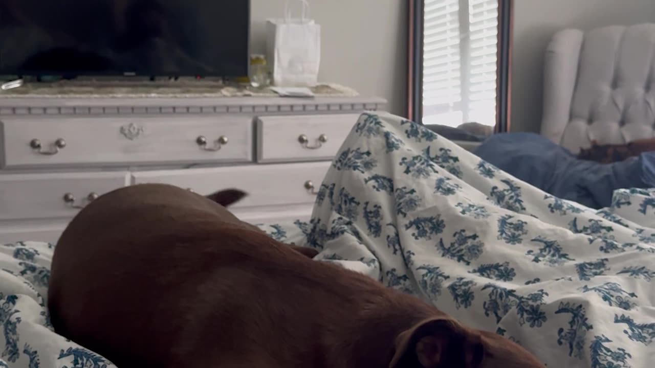 Chocolate Lab Has Happy Dreams