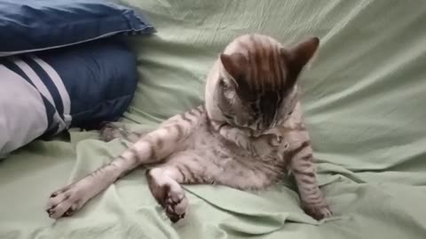 You Won’t Believe How Thorough This Cat Cleans Itself