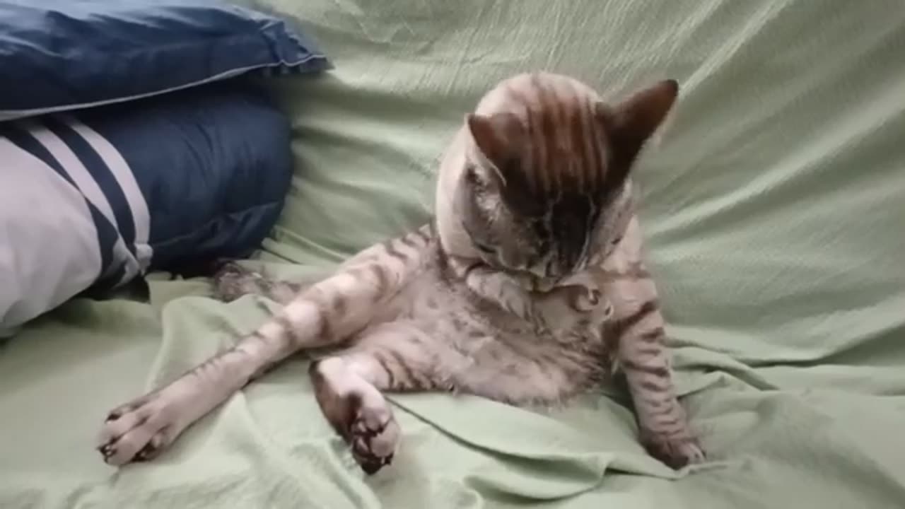You Won’t Believe How Thorough This Cat Cleans Itself