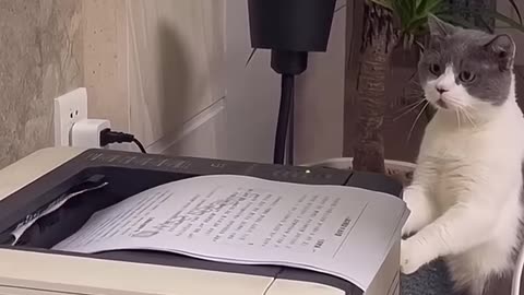 VERY CONFUSED 🙀KITTY CAT