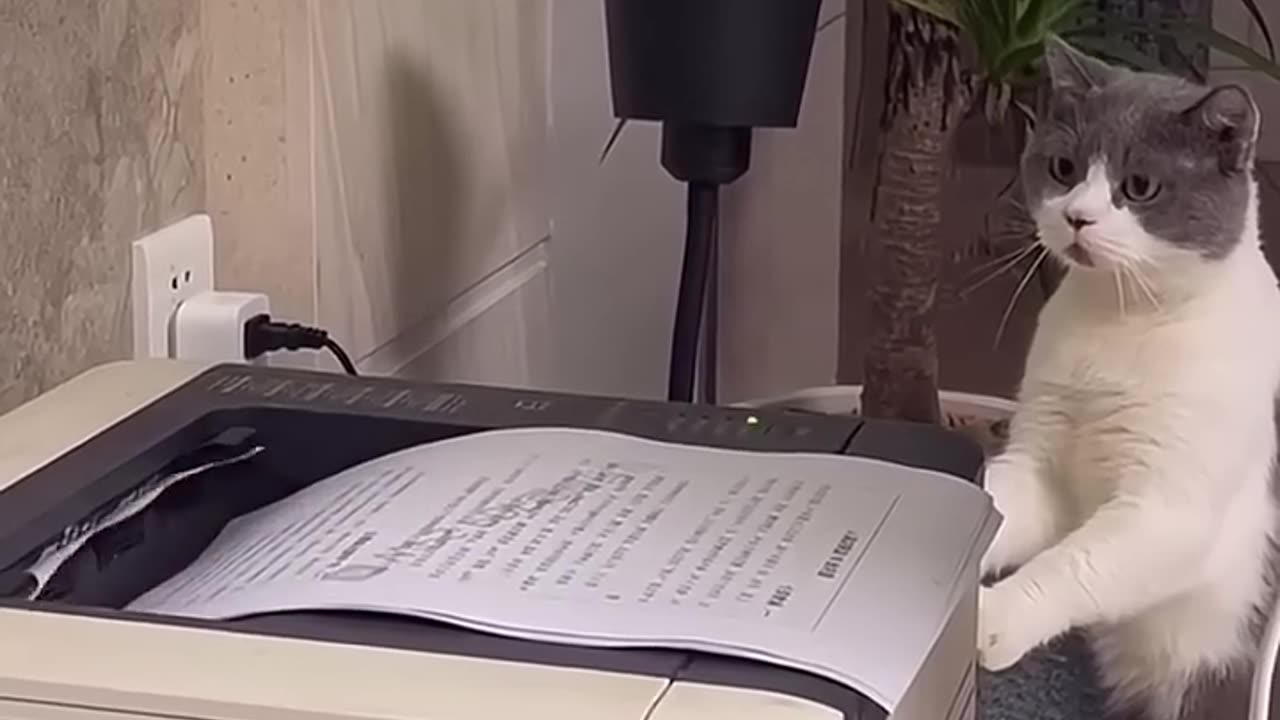 VERY CONFUSED 🙀KITTY CAT