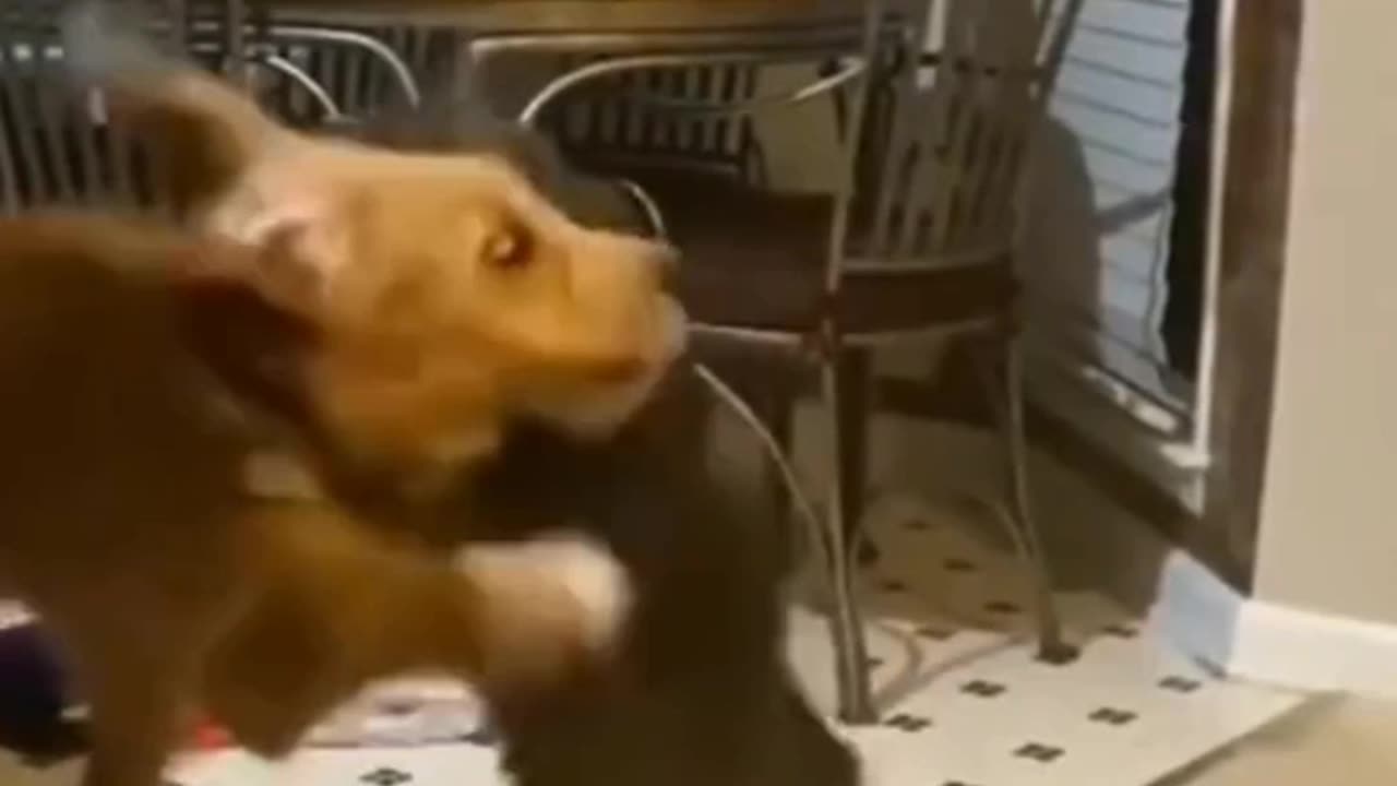 The Ultimate Cat Comedy Compilation