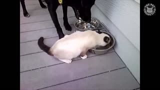 Must Watch: Funniest Cat Video Compilation 2024