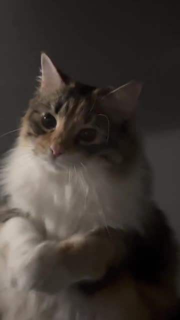 Cat Begging For Pets