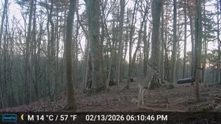 The Woods – 02/14/2026