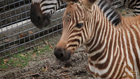 Newborn zebra in Budapest Zoo - 2024 December #zebra #budapest #zoo #állatkert #botanicalgarden