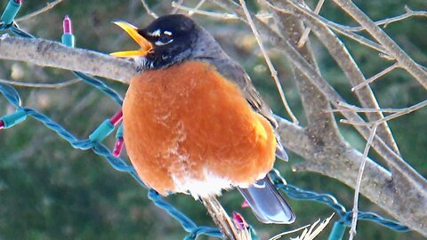 Robin