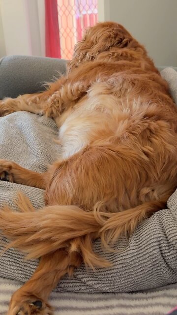 🐶Great day 🌞🌺