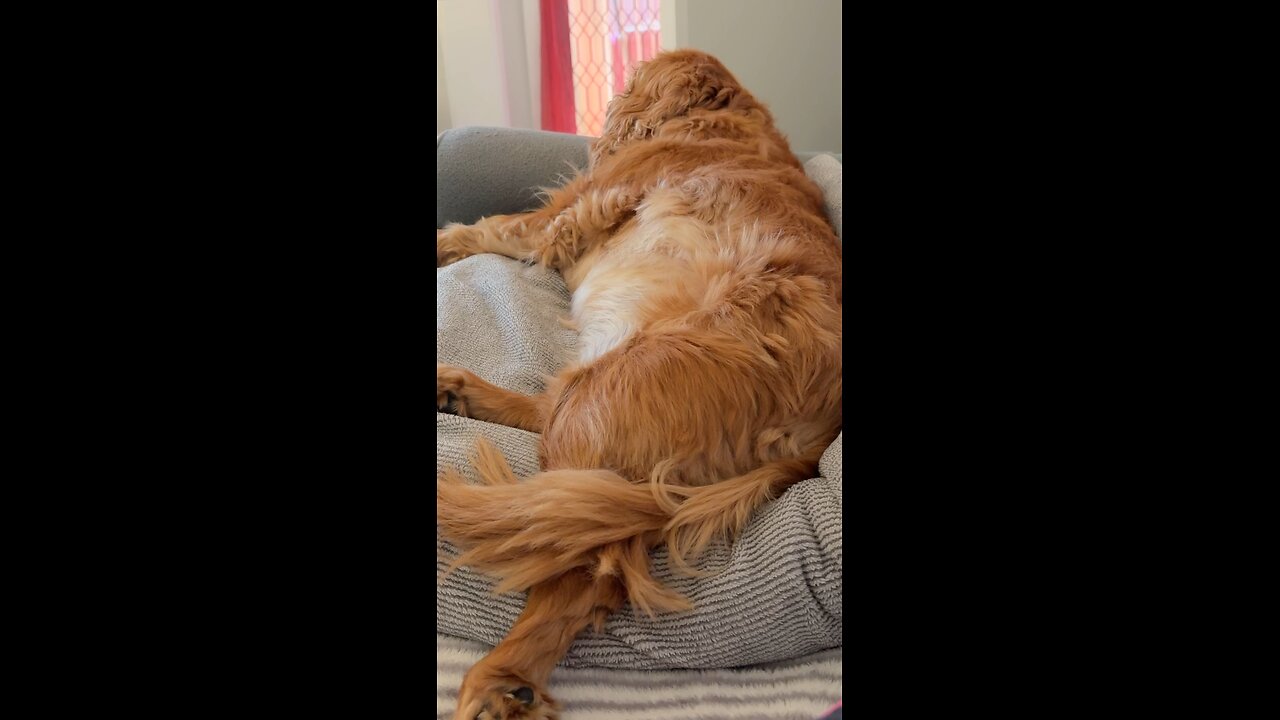 🐶Great day 🌞🌺