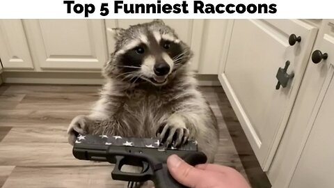 The Top 5 Funniest Raccons
