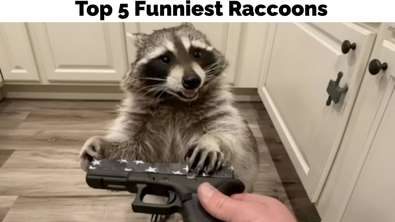 The Top 5 Funniest Raccons